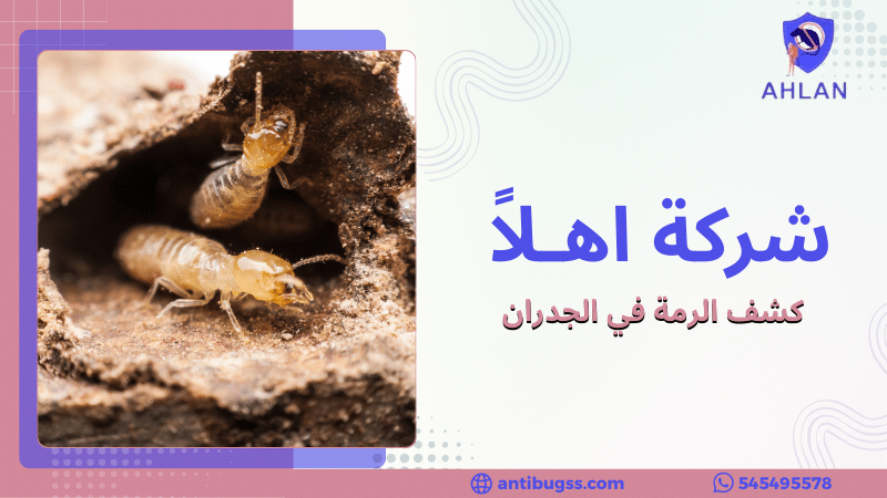 كشف الرمة في الجدران