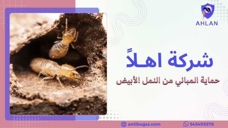 حماية المباني من النمل الأبيض