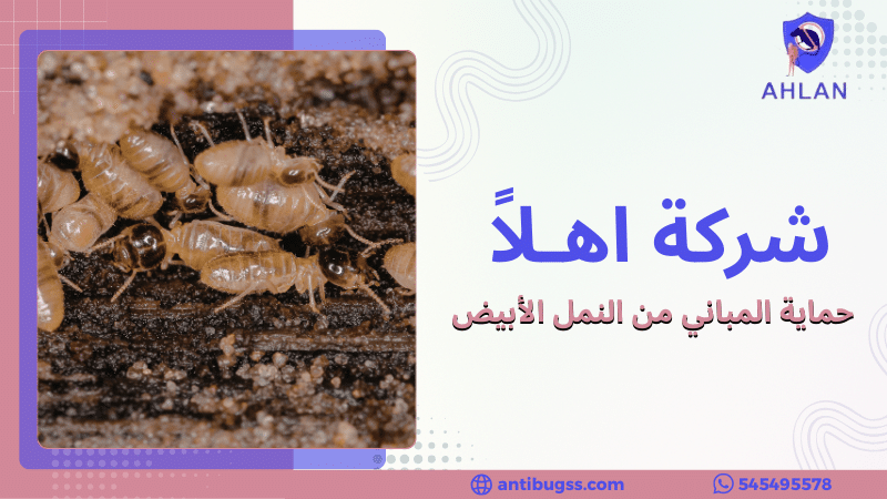 حماية المباني من النمل الأبيض