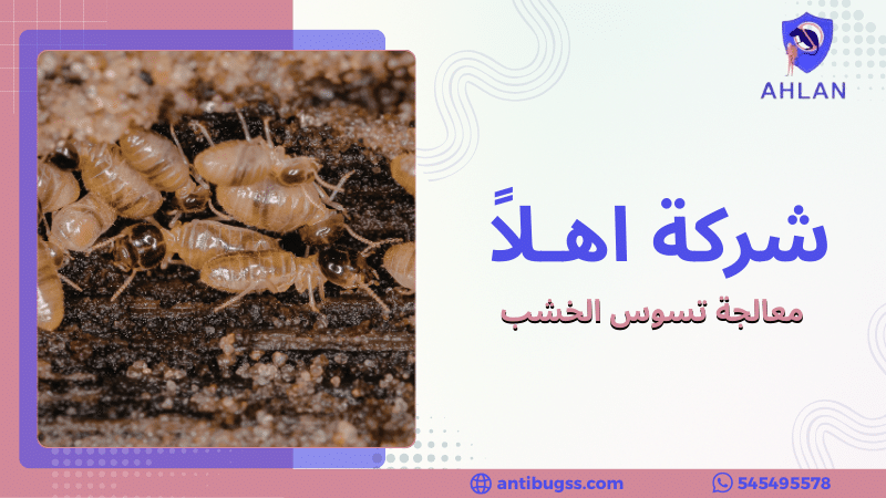 معالجة تسوس الخشب