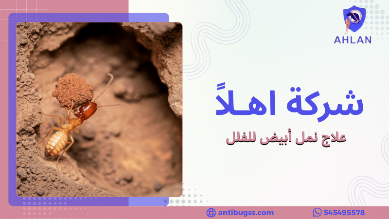 علاج نمل أبيض للفلل