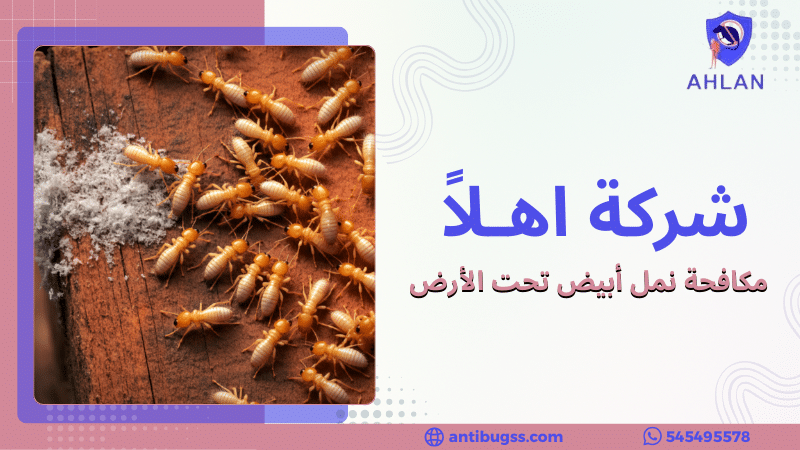 مكافحة نمل أبيض تحت الأرض
