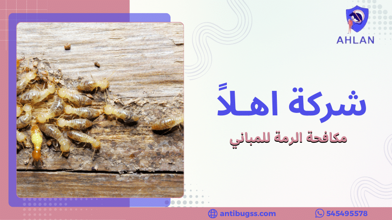 مكافحة الرمة للمباني