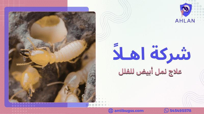 علاج نمل أبيض للفلل