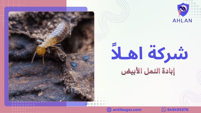 إبادة النمل الأبيض