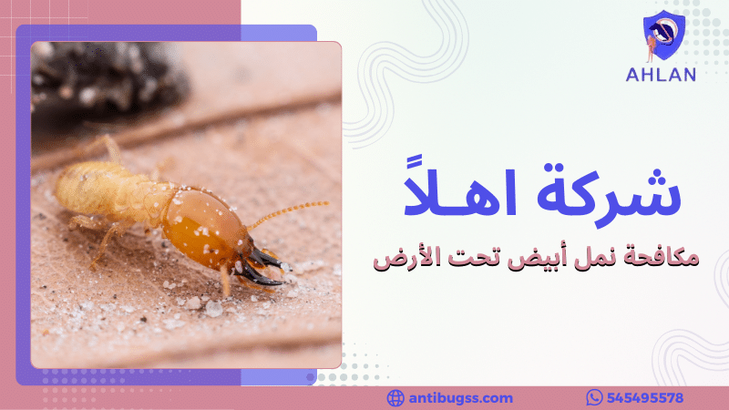 مكافحة نمل أبيض تحت الأرض