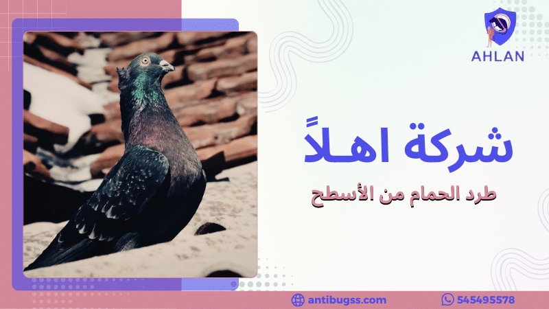 طرد الحمام من الأسطح