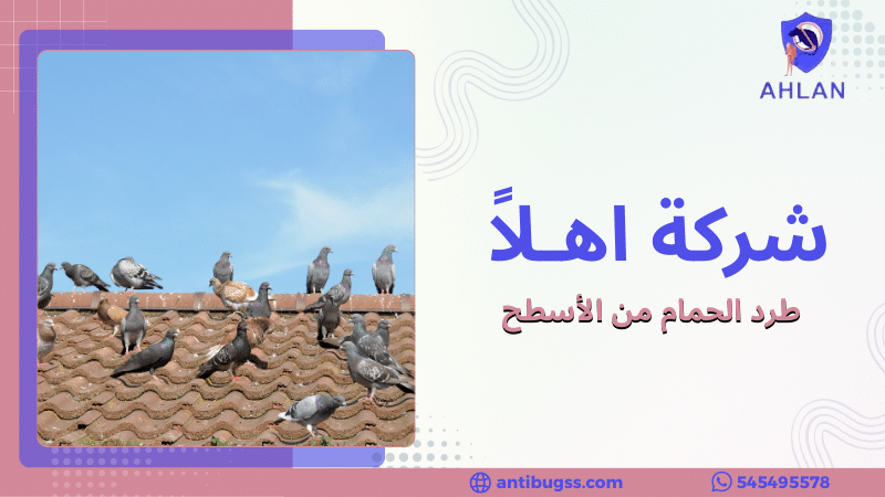 طرد الحمام من الأسطح