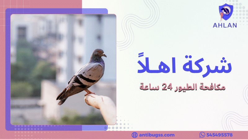 مكافحة الطيور 24 ساعة