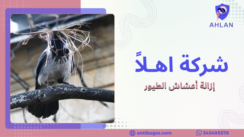 إزالة أعشاش الطيور