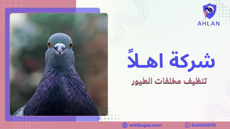 تنظيف مخلفات الطيور