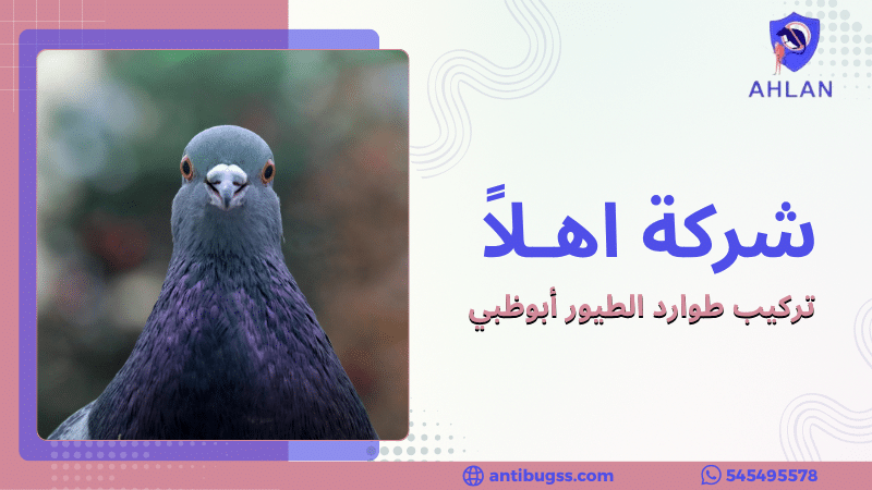 تركيب طوارد الطيور أبوظبي