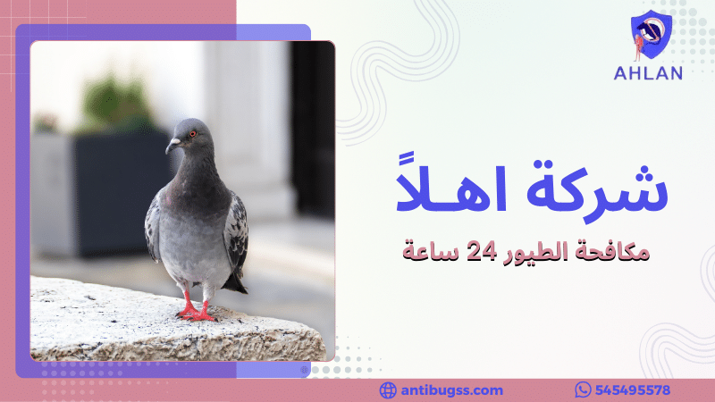 مكافحة الطيور 24 ساعة