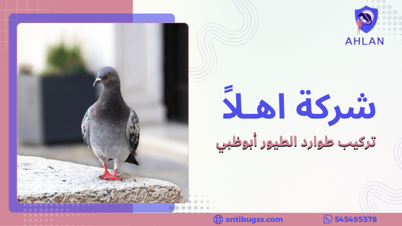 تركيب طوارد الطيور أبوظبي