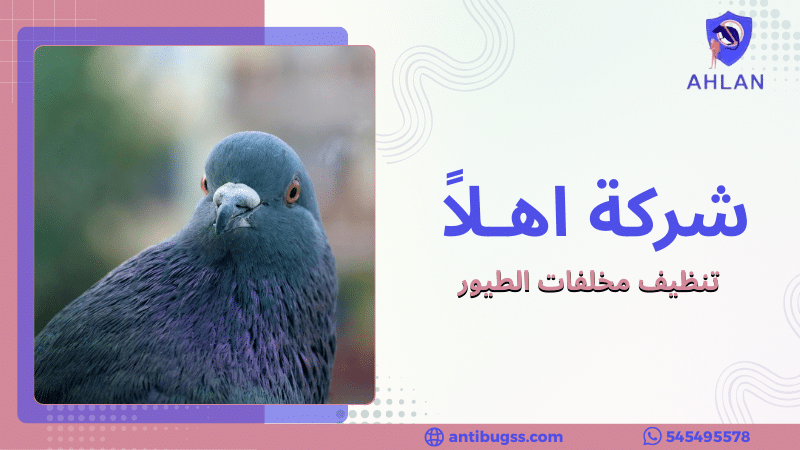 تنظيف مخلفات الطيور