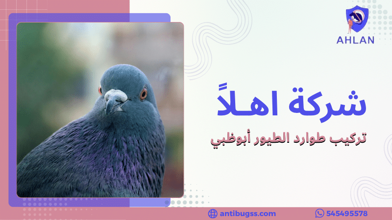 تركيب طوارد الطيور أبوظبي