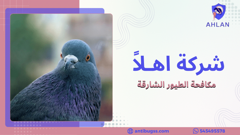 مكافحة الطيور الشارقة