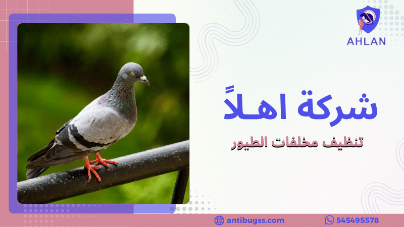 تنظيف مخلفات الطيور