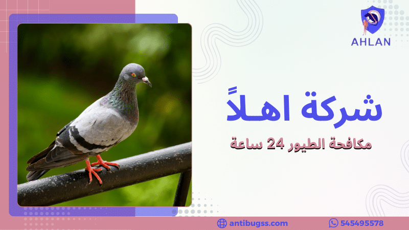مكافحة الطيور 24 ساعة