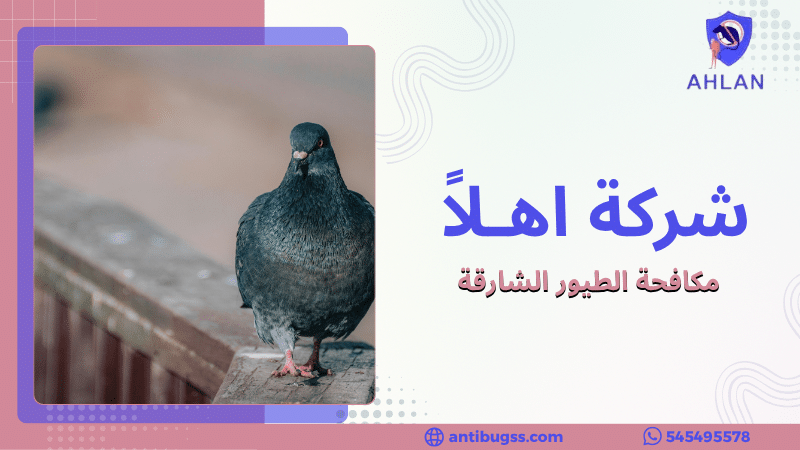 مكافحة الطيور الشارقة