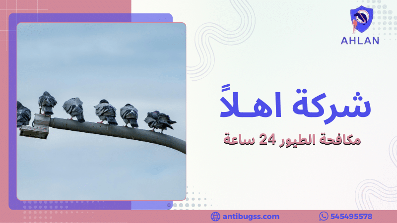 مكافحة الطيور 24 ساعة