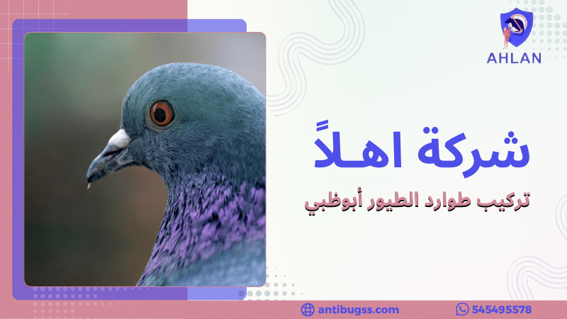 تركيب طوارد الطيور أبوظبي