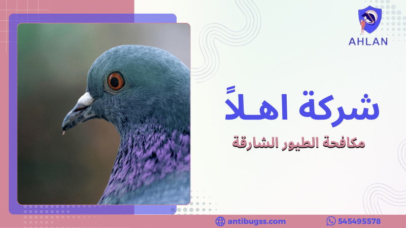 مكافحة الطيور الشارقة