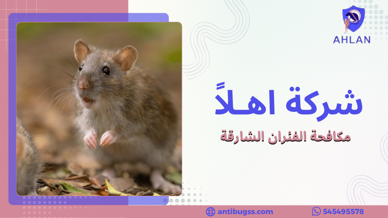 مكافحة الفئران الشارقة