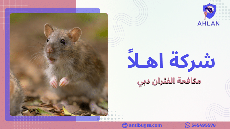 مكافحة الفئران دبي