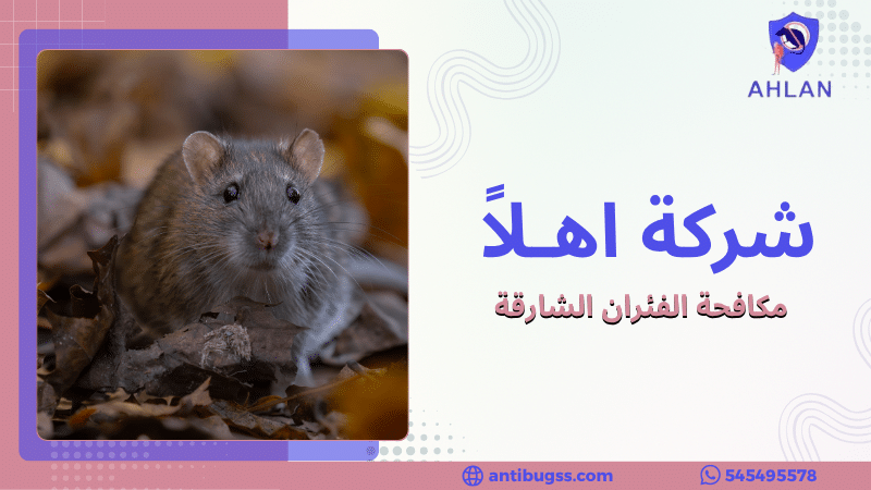 مكافحة الفئران الشارقة