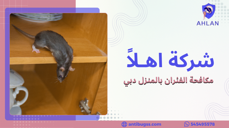 مكافحة الفئران بالمنزل دبي