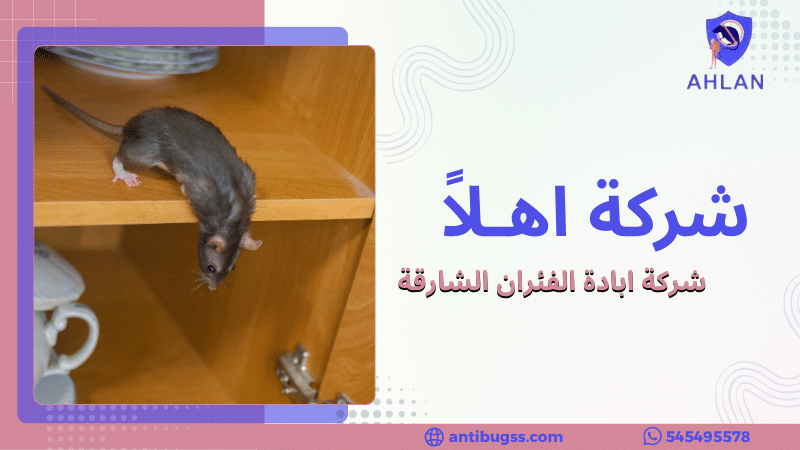 شركة ابادة الفئران الشارقة
