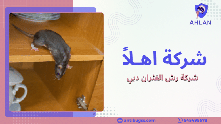 شركة رش الفئران دبي