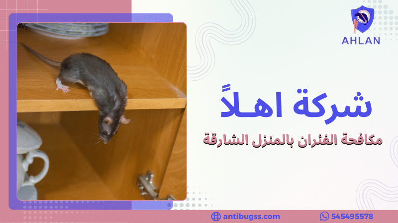 مكافحة الفئران بالمنزل الشارقة