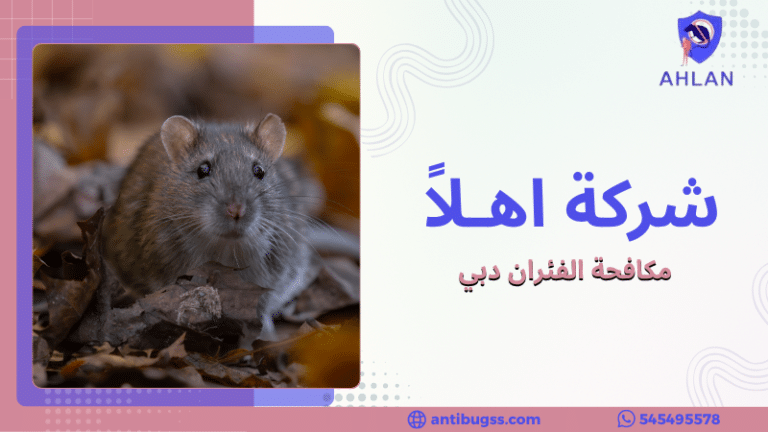 مكافحة الفئران دبي