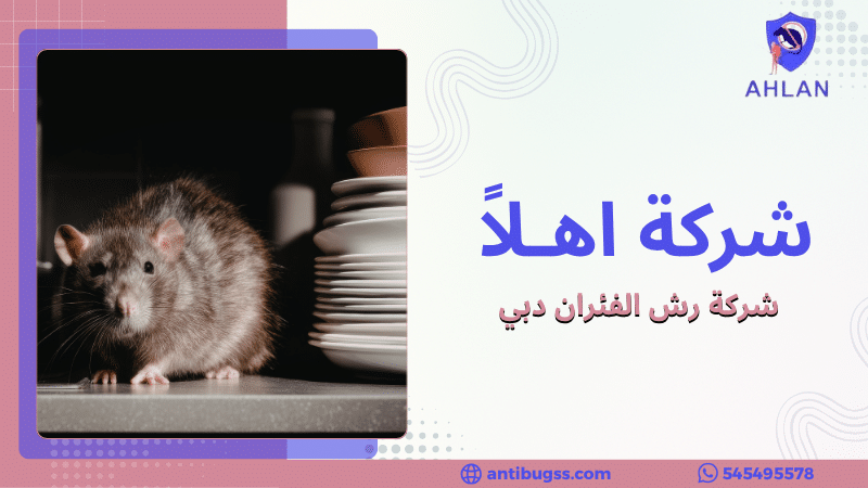 شركة رش الفئران دبي