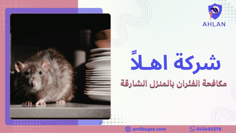 مكافحة الفئران بالمنزل الشارقة