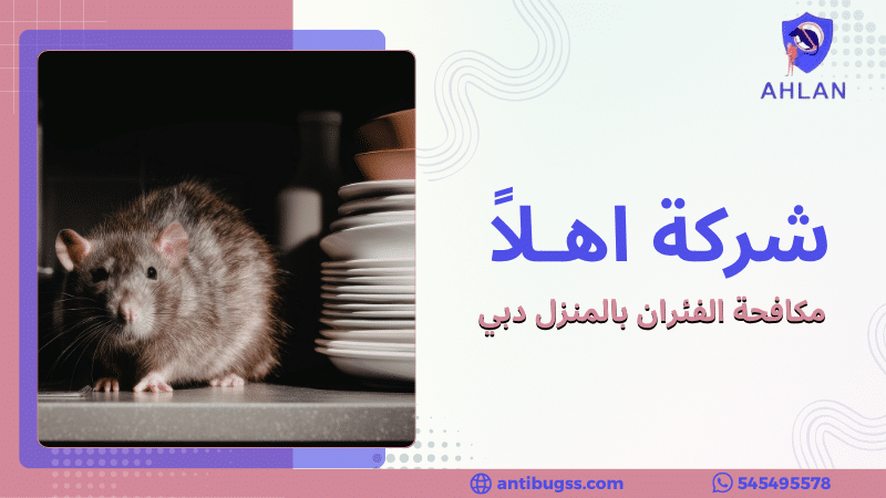 مكافحة الفئران بالمنزل دبي