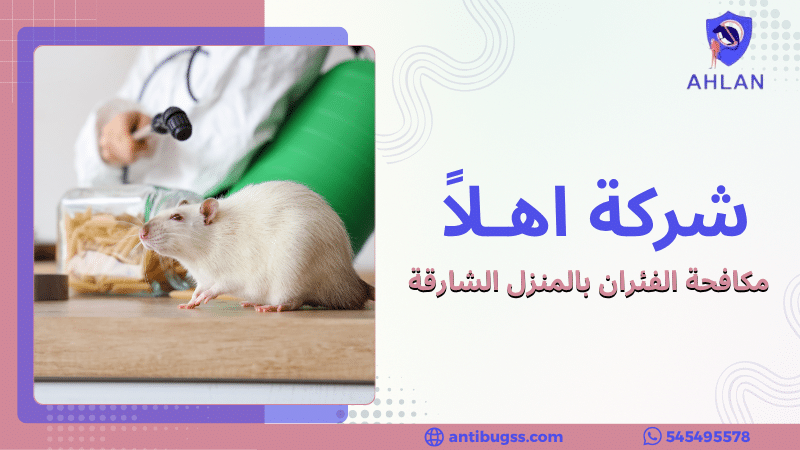 مكافحة الفئران بالمنزل الشارقة