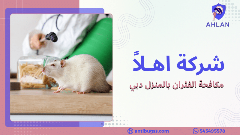 مكافحة الفئران بالمنزل دبي