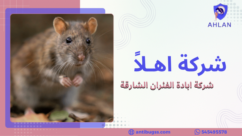 شركة ابادة الفئران الشارقة