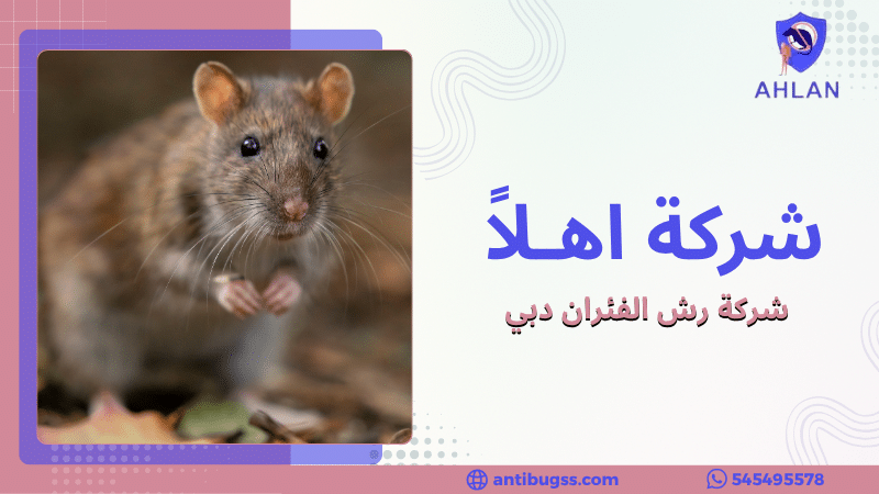 شركة رش الفئران دبي