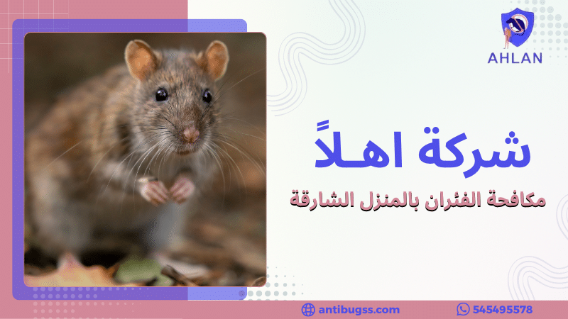 مكافحة الفئران بالمنزل الشارقة