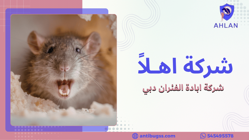 شركة ابادة الفئران دبي