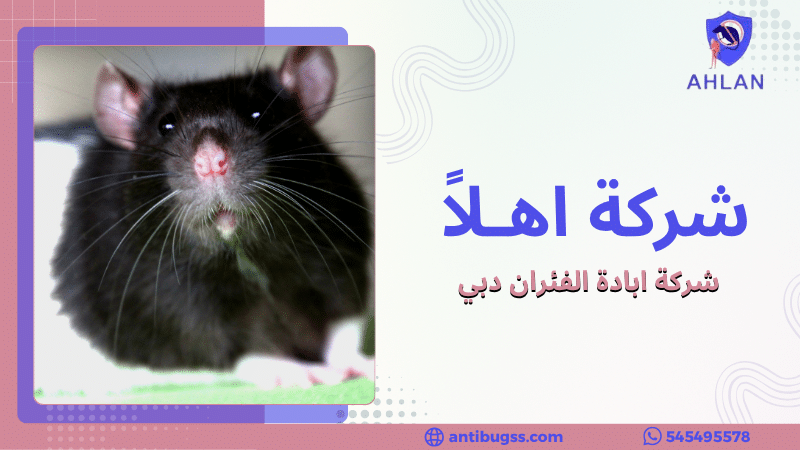 شركة ابادة الفئران دبي
