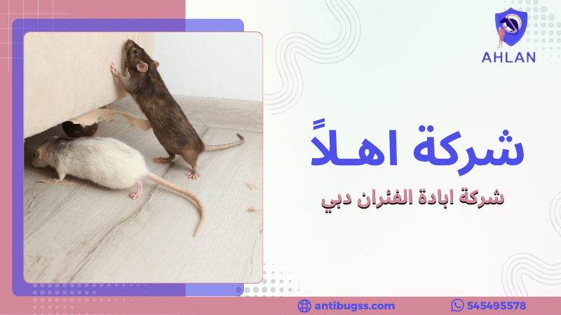 شركة ابادة الفئران دبي