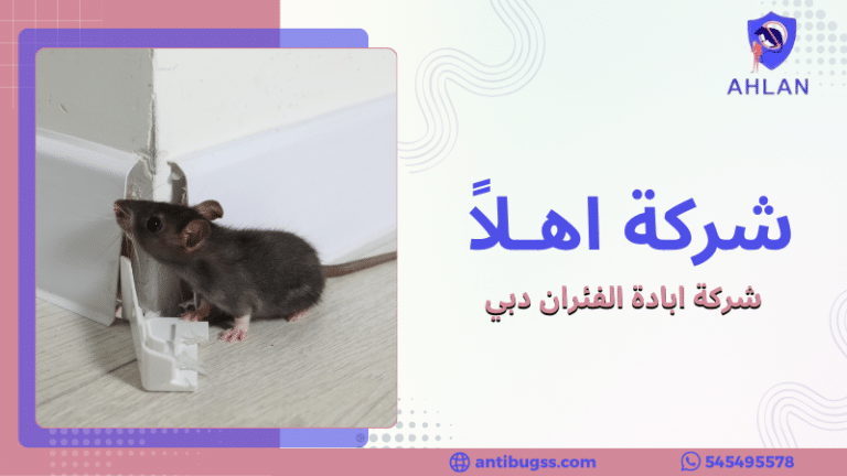 شركة ابادة الفئران دبي