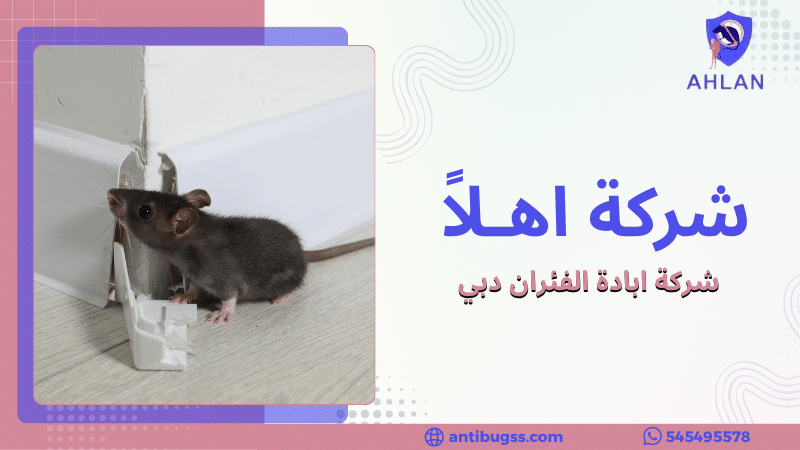 شركة ابادة الفئران دبي