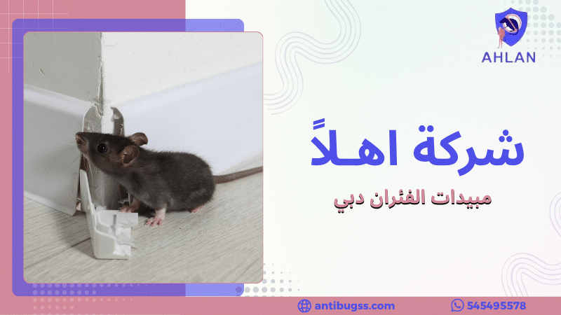 مبيدات الفئران دبي