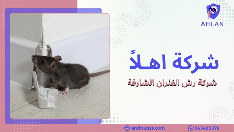 شركة رش الفئران الشارقة